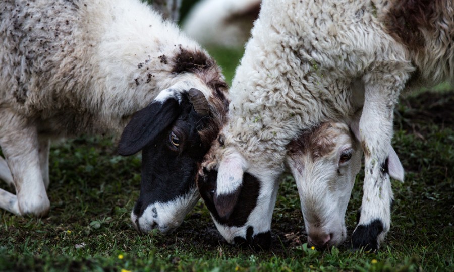 bifa·必发(中国区)唯一官方网站