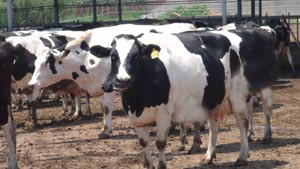 bifa���ط�(�й���)Ψһ�ٷ���վ