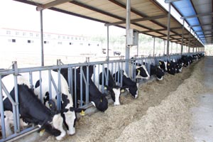 bifa���ط�(�й���)Ψһ�ٷ���վ